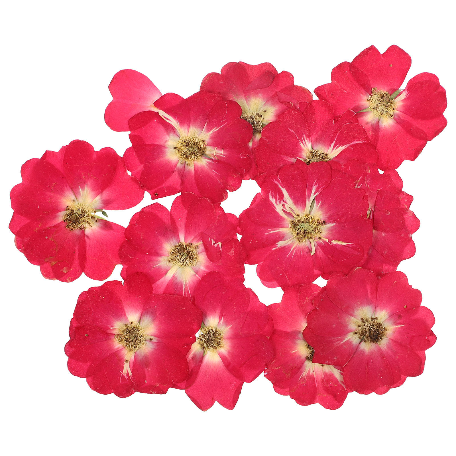 12Pcs Natural Dried Rose Press - Resin Art Flowers review and price