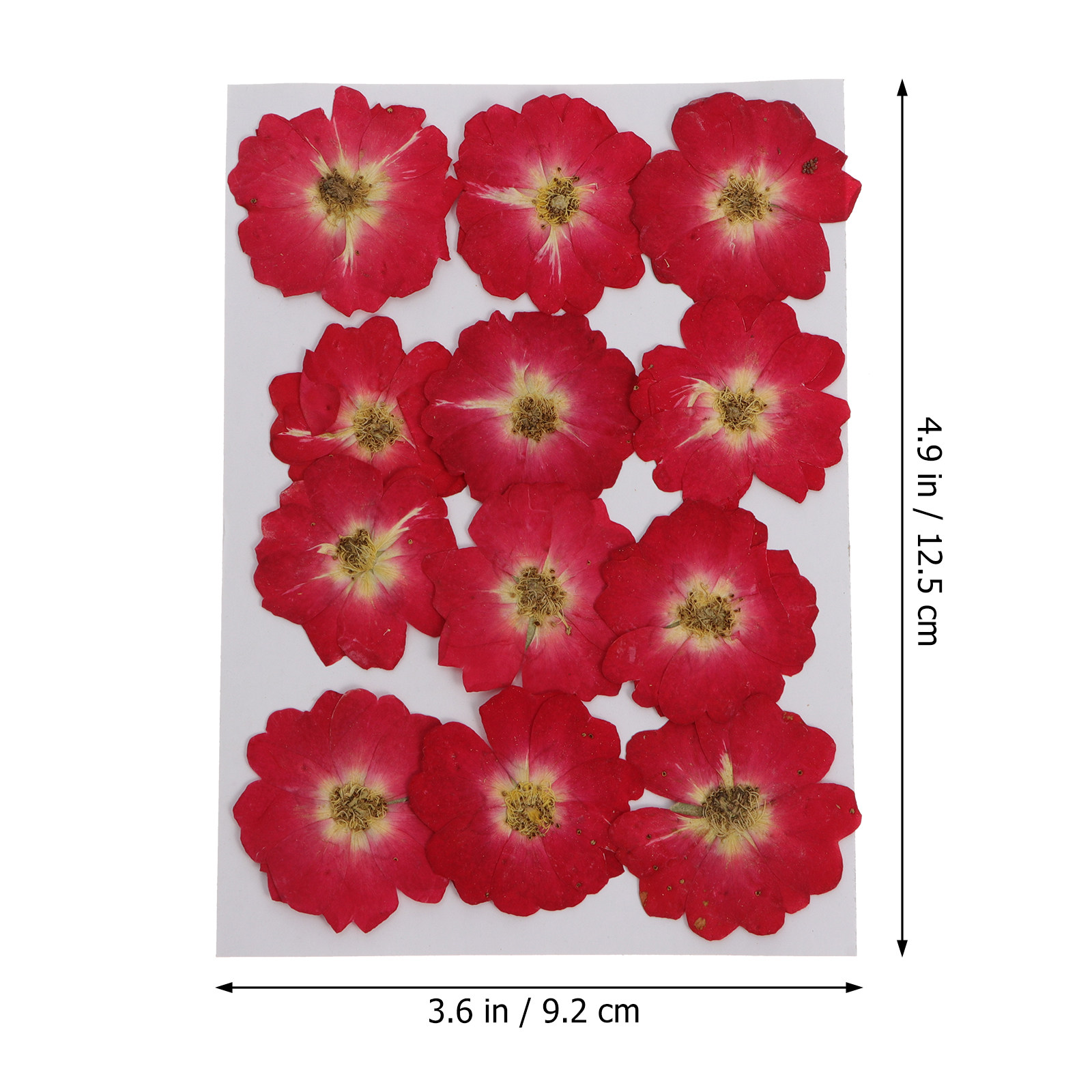 12Pcs Natural Dried Rose Press - Resin Art Flowers review and price